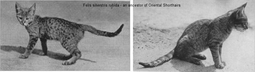 Felis silvestris rubida - an ancestor of Oriental Shorthairs