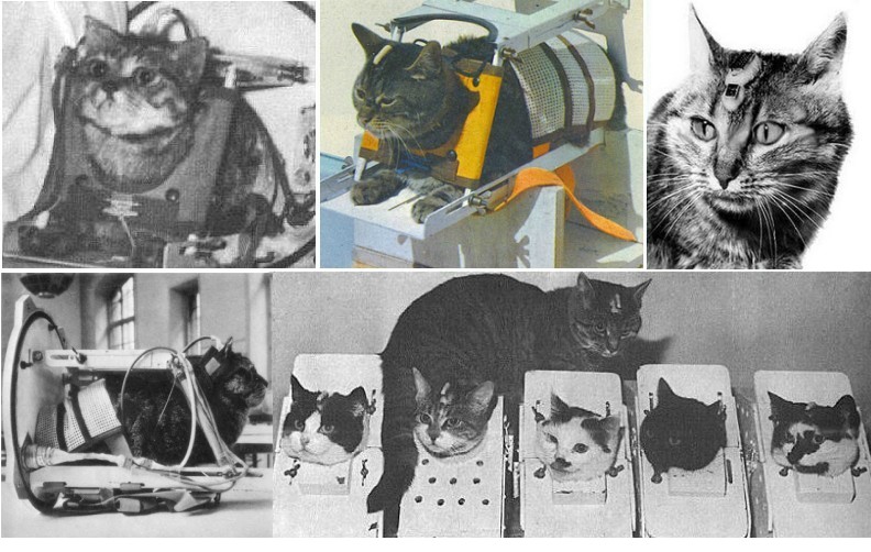 Bizarre History of Cats in Space