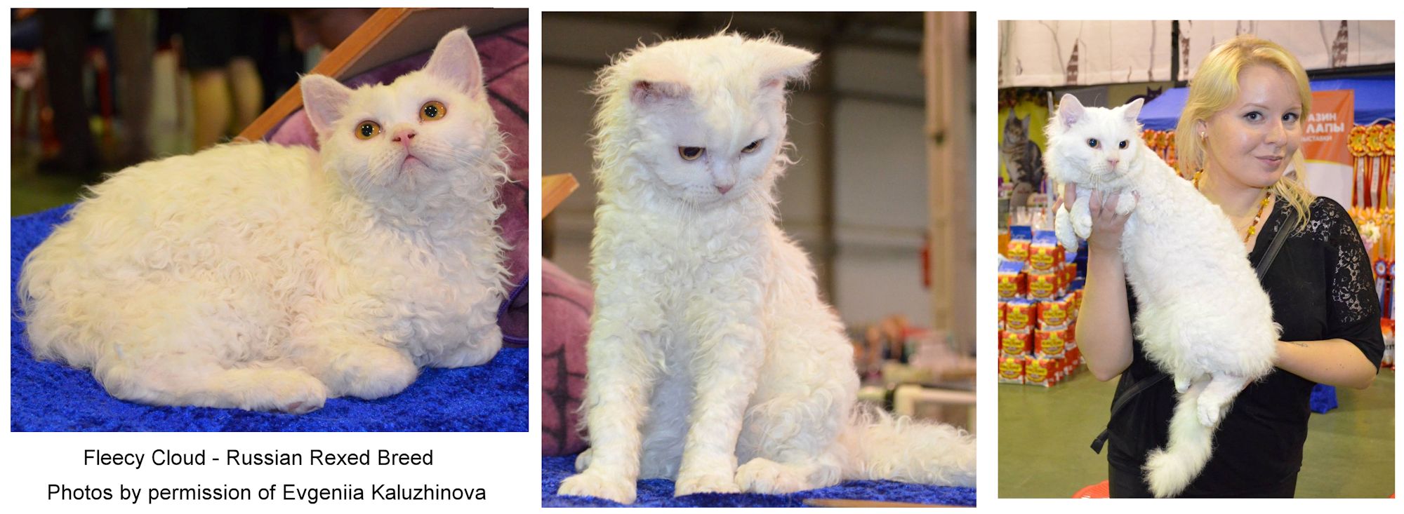 Fleecy Cloud Russian cat breed