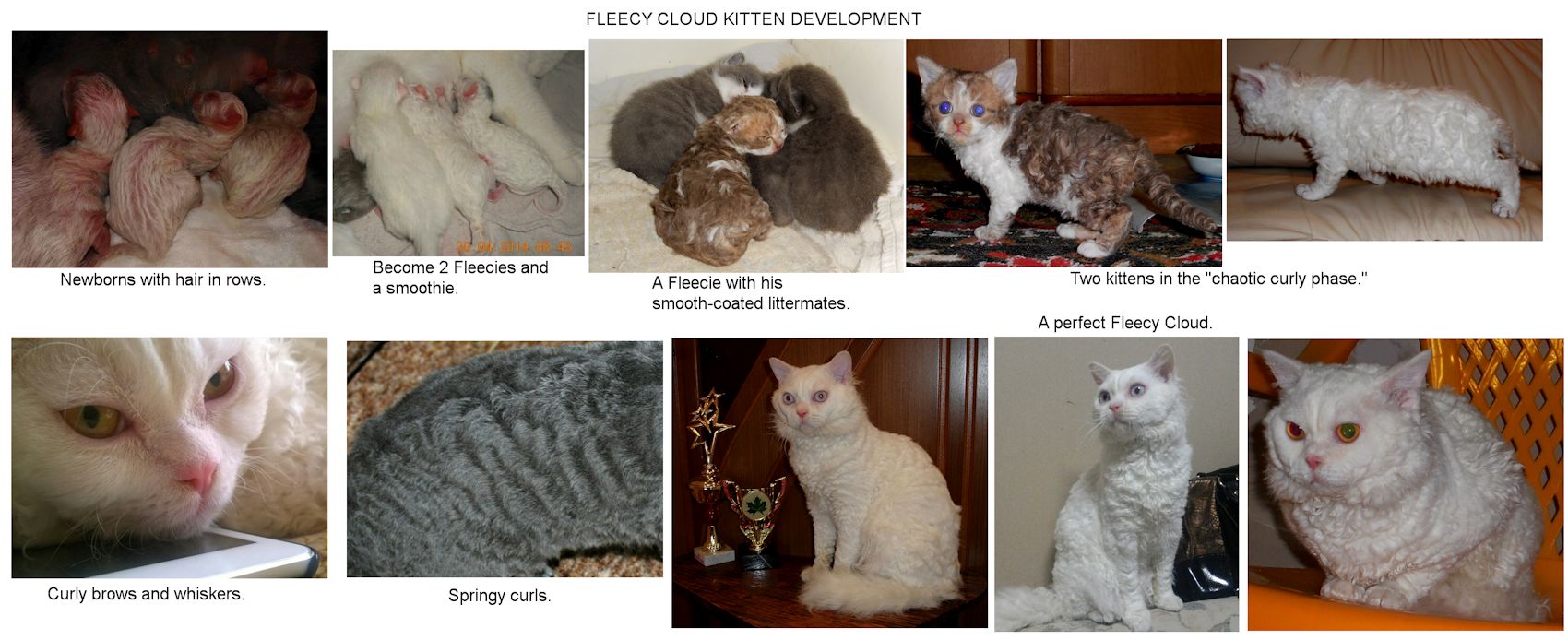 Fleecy Cloud Russian cat breed