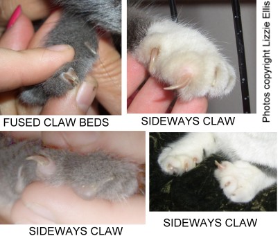 Cat back hot sale claws