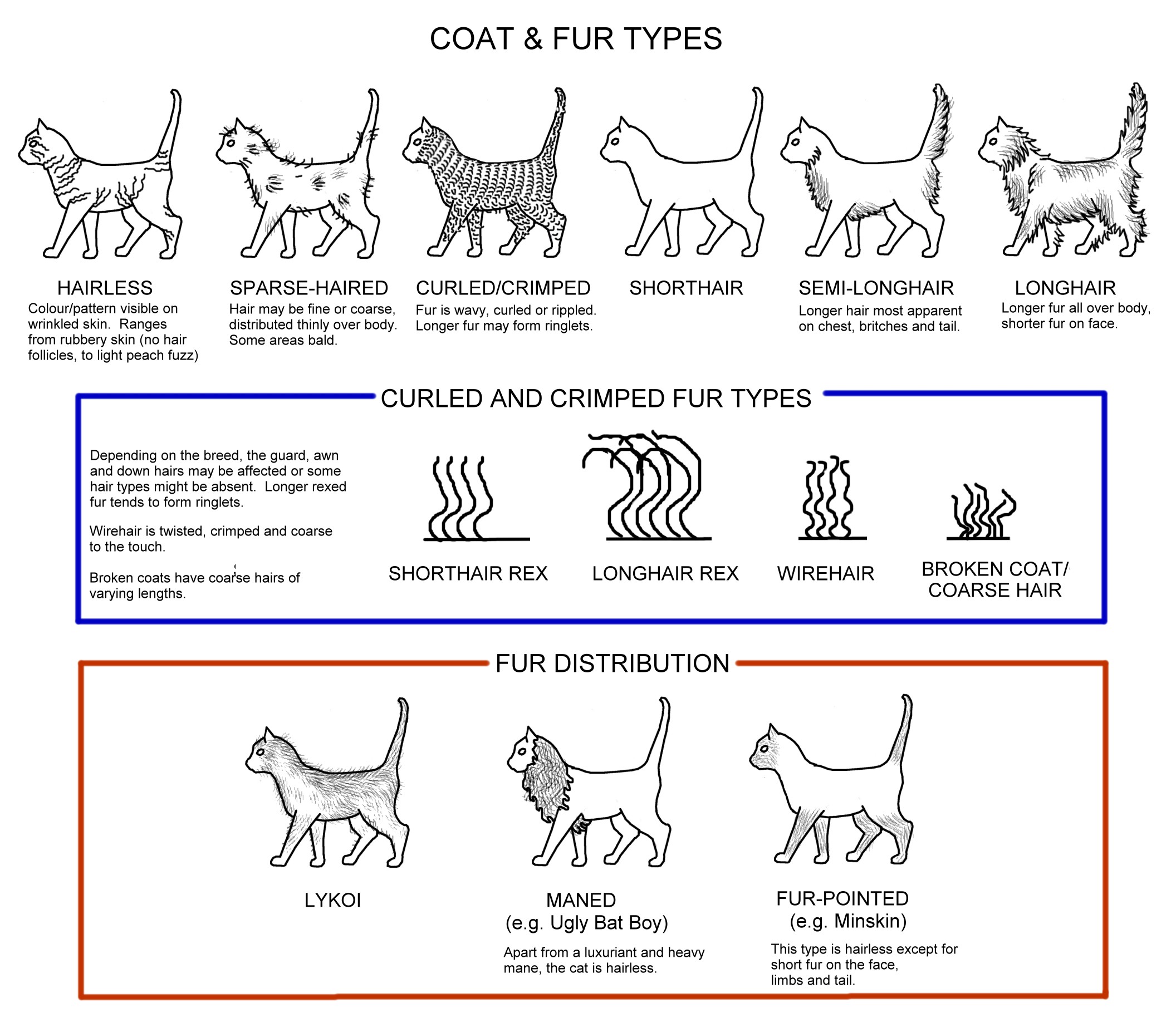 How To Identify Your Cat's Coat Type? – HICC Pet