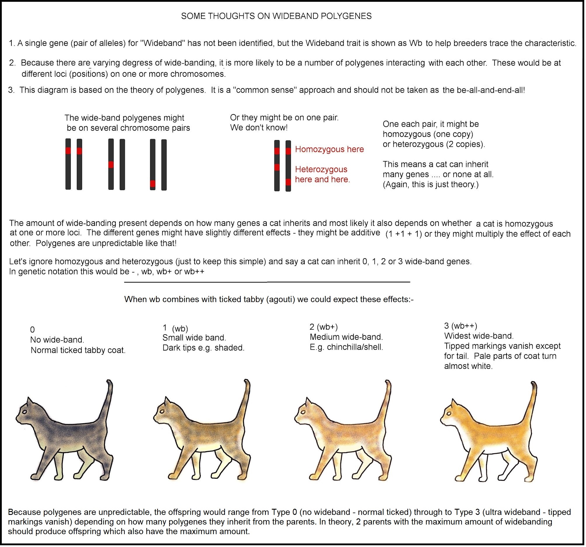 cat colours diagram chart