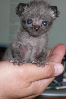 Hand feeding newborn outlet kittens