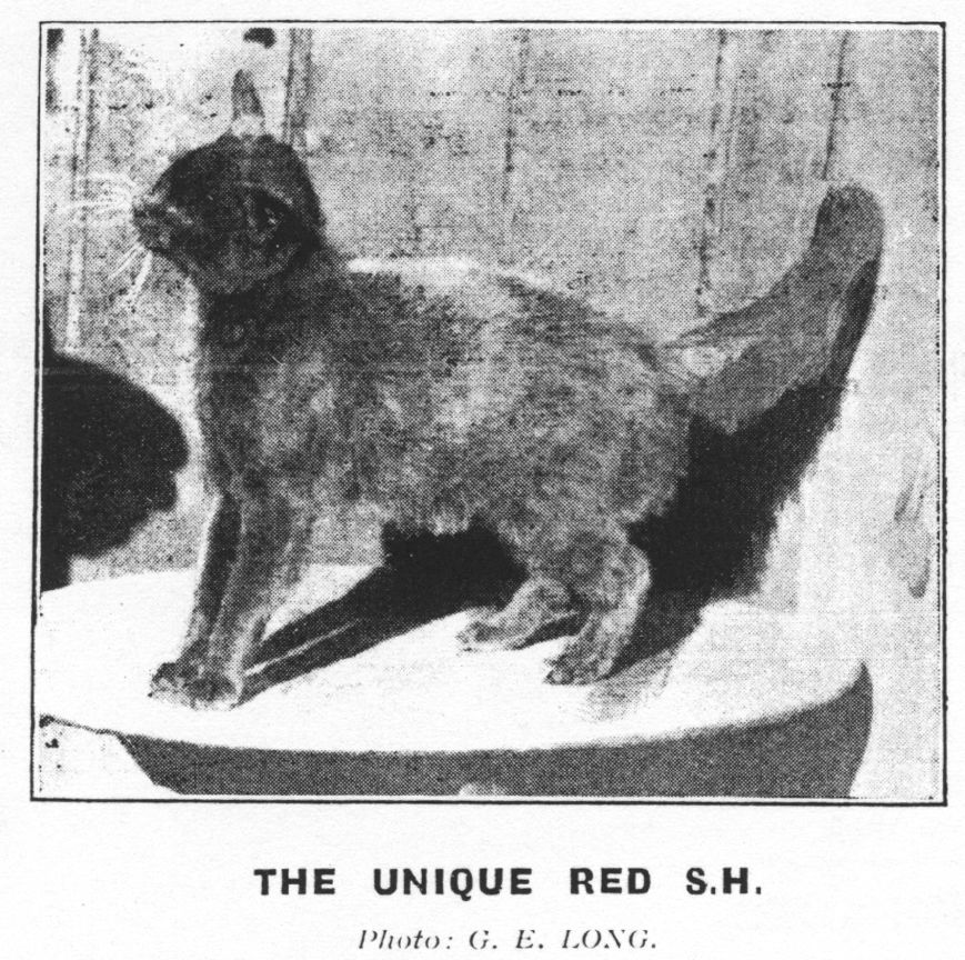 red self shorthair cat