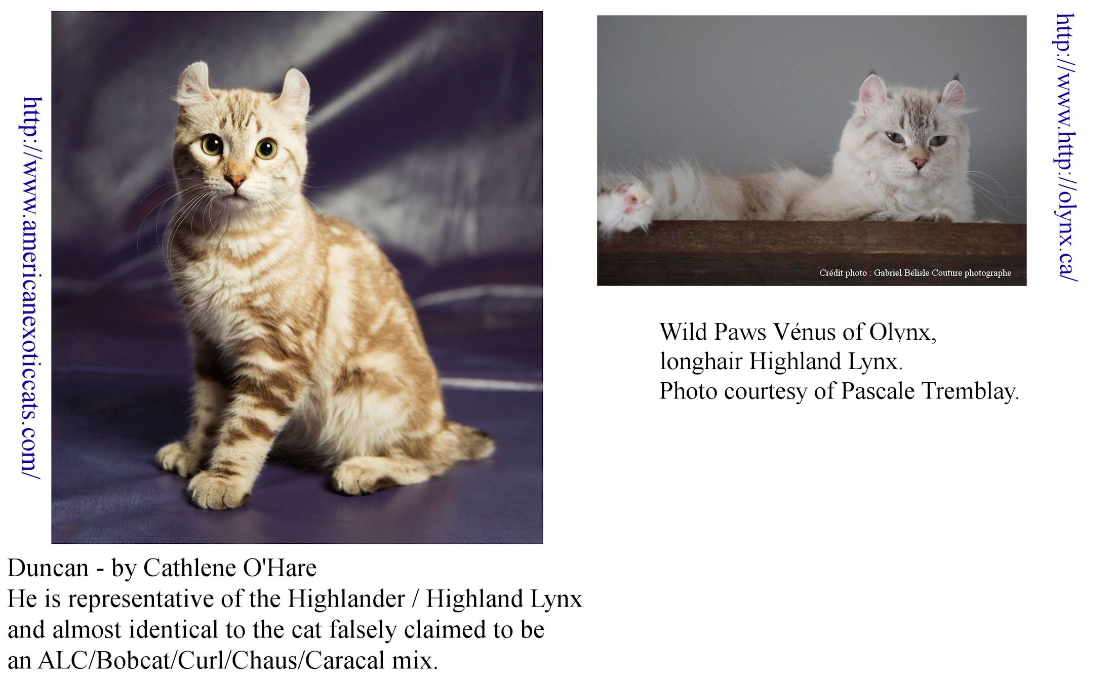 lynx domestic cat hybrid