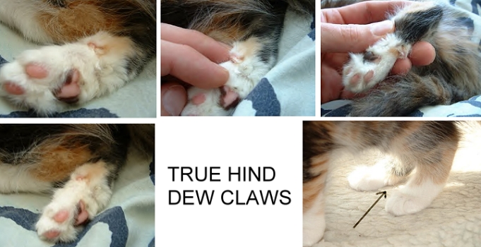 6 sales claw cat