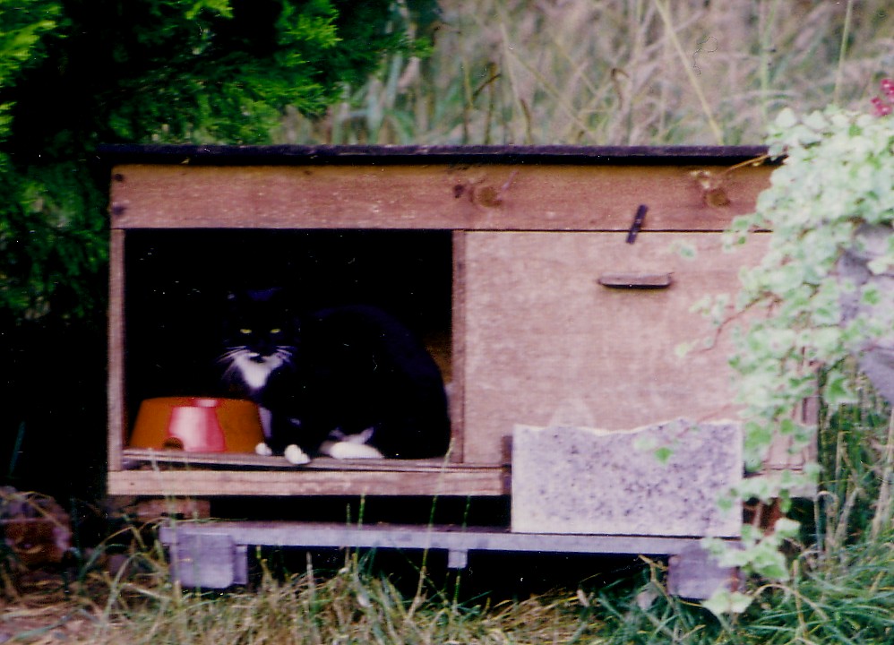 Feral cat best sale shelter two entrances