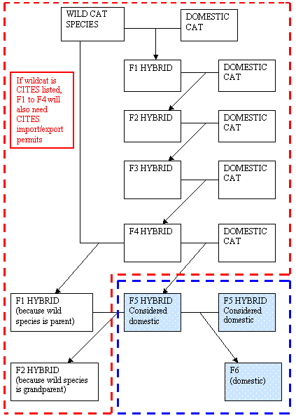 Savannah Cat Chart