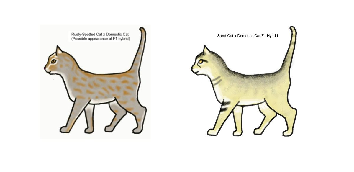 cat colours diagram chart