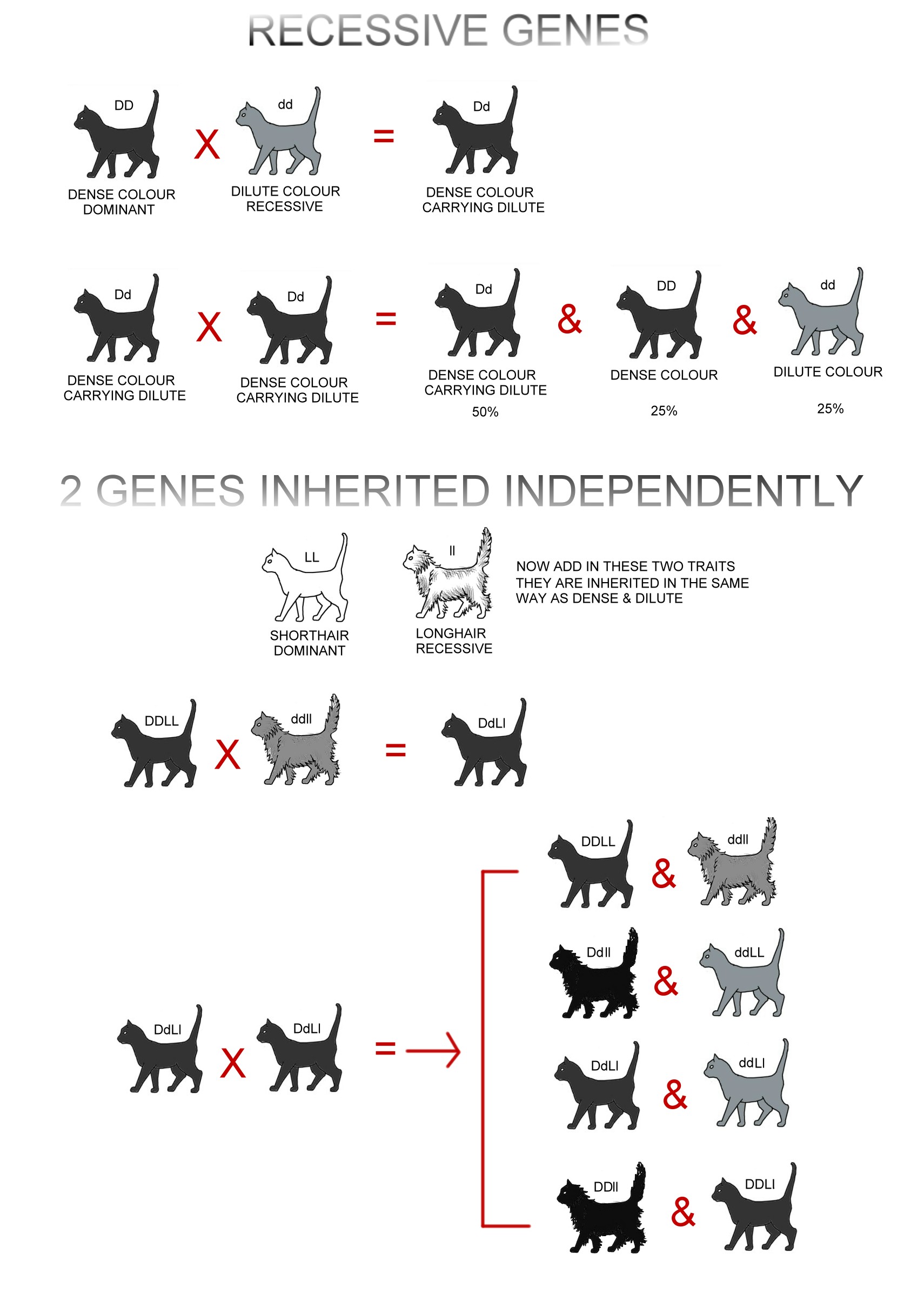 BASIC INHERITANCE