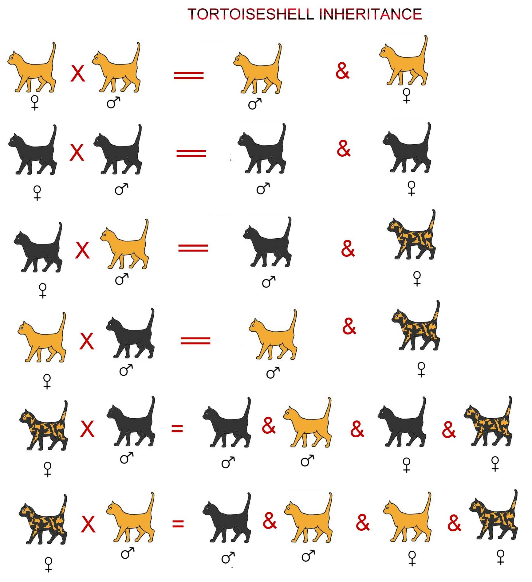 cats mating diagram