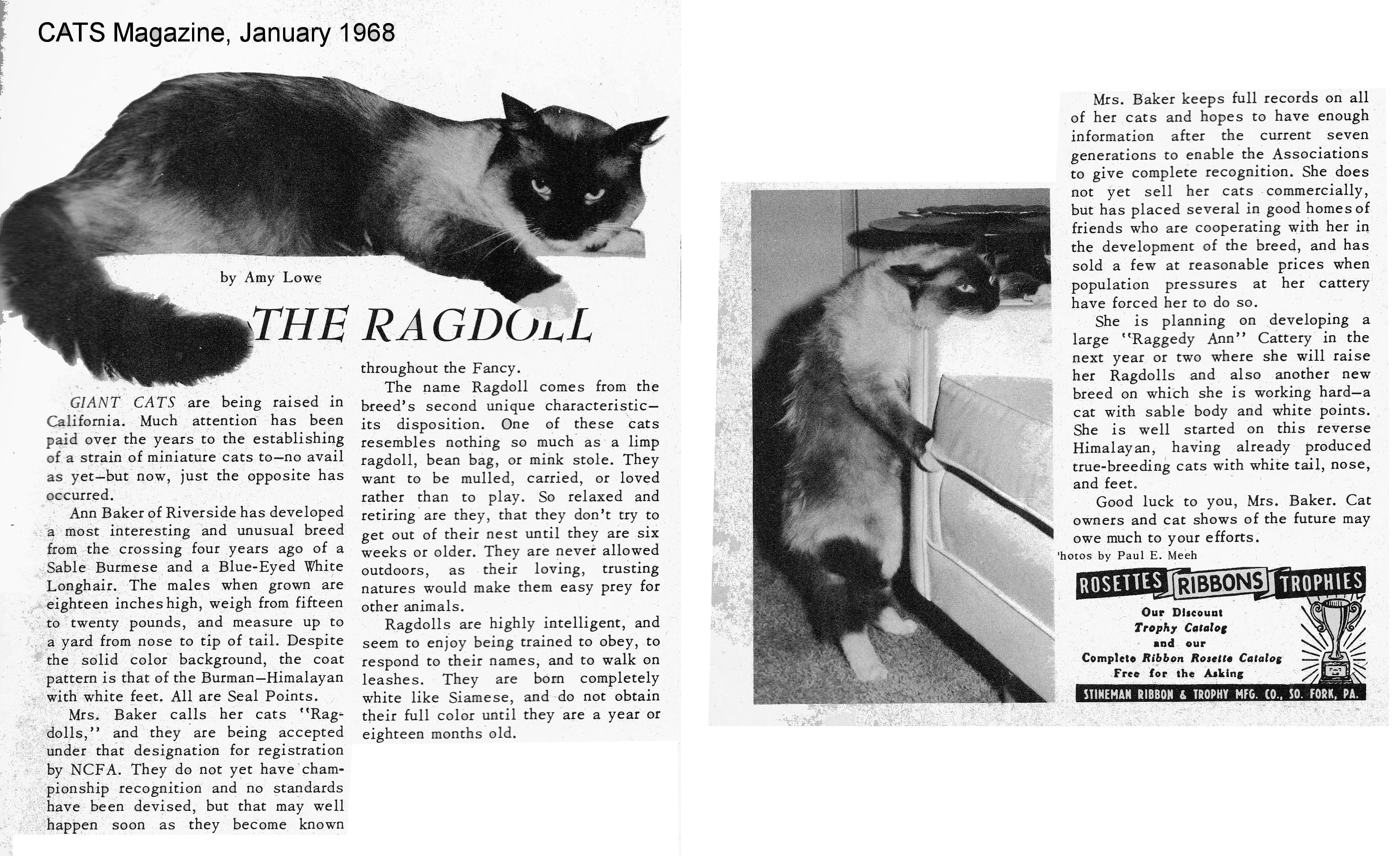 EARLY HISTORY OF THE RAGDOLL