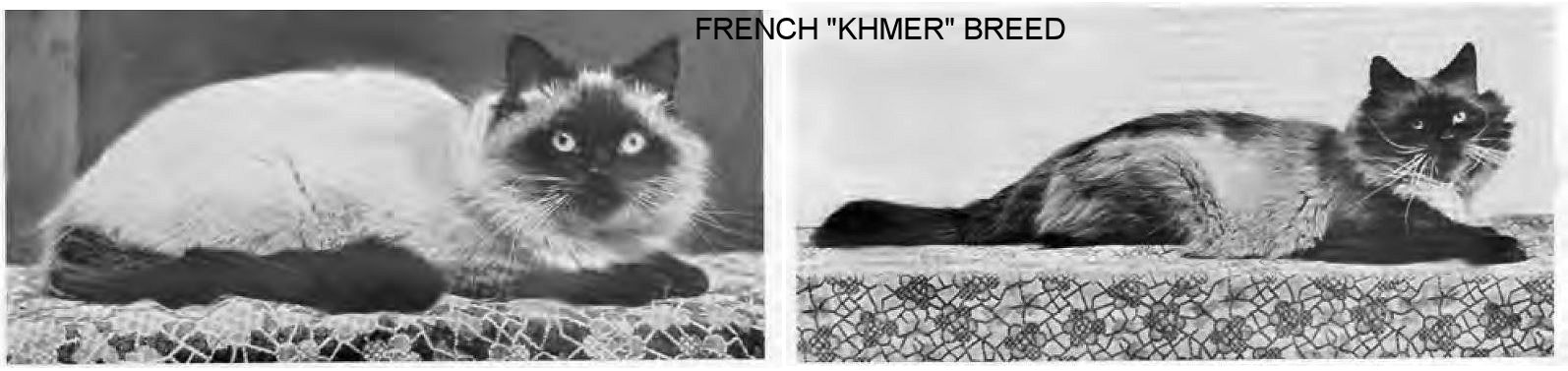 khmer cat breed