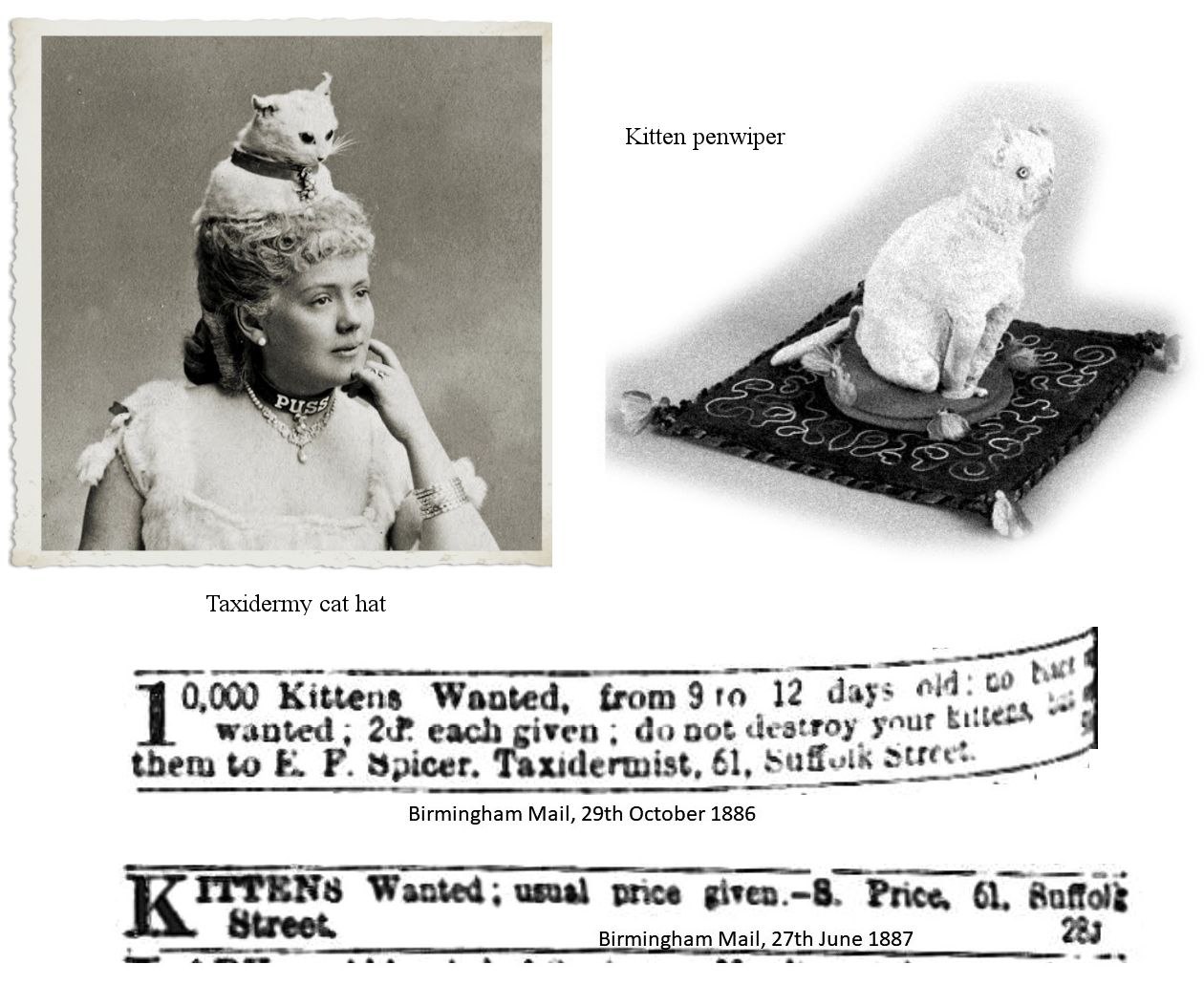 1800s kitten taxidermy