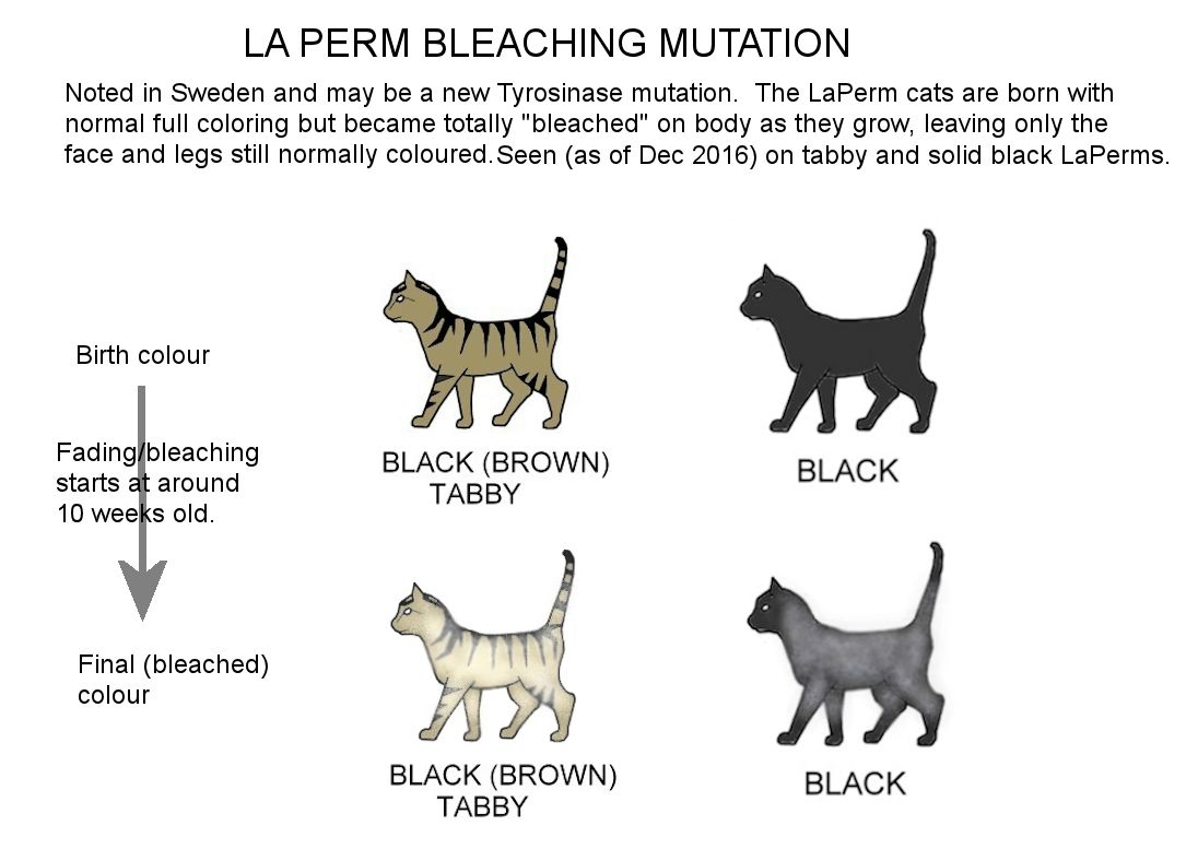 cat colours diagram chart