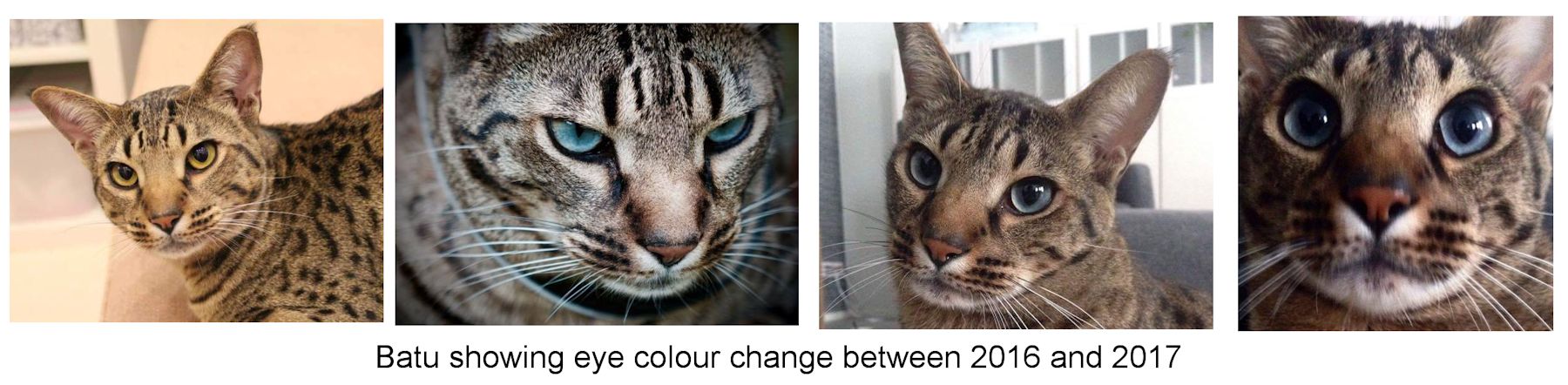 late eye colour change to blue