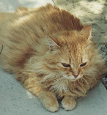 Long-haired cat domestic How to