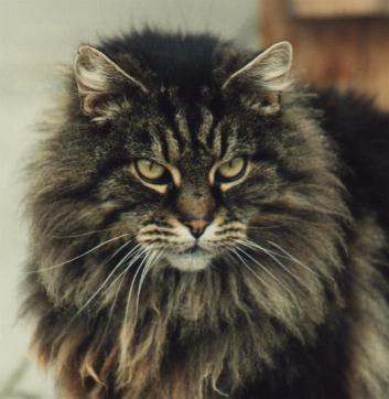 angora cat long hair