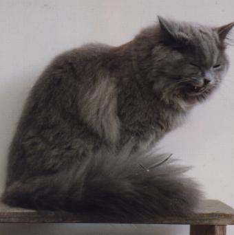 Dark grey long haired hot sale cat