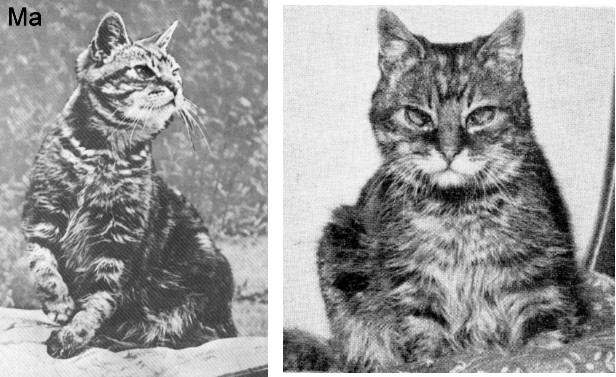 meet-flossie-world-s-oldest-cat-crowned-in-uk