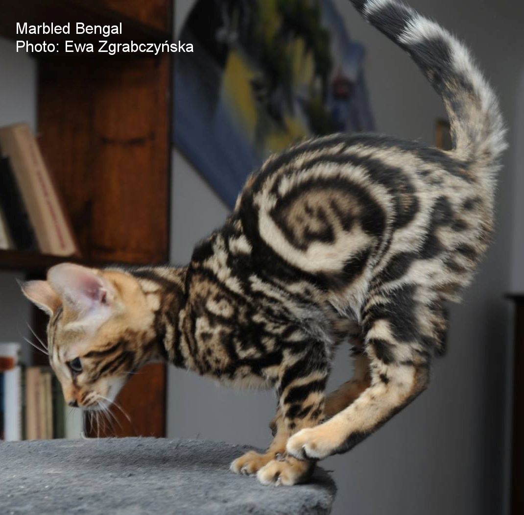 Marbled 2024 domestic cat