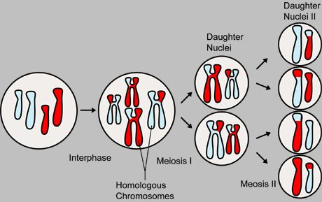 simple mitosis stages