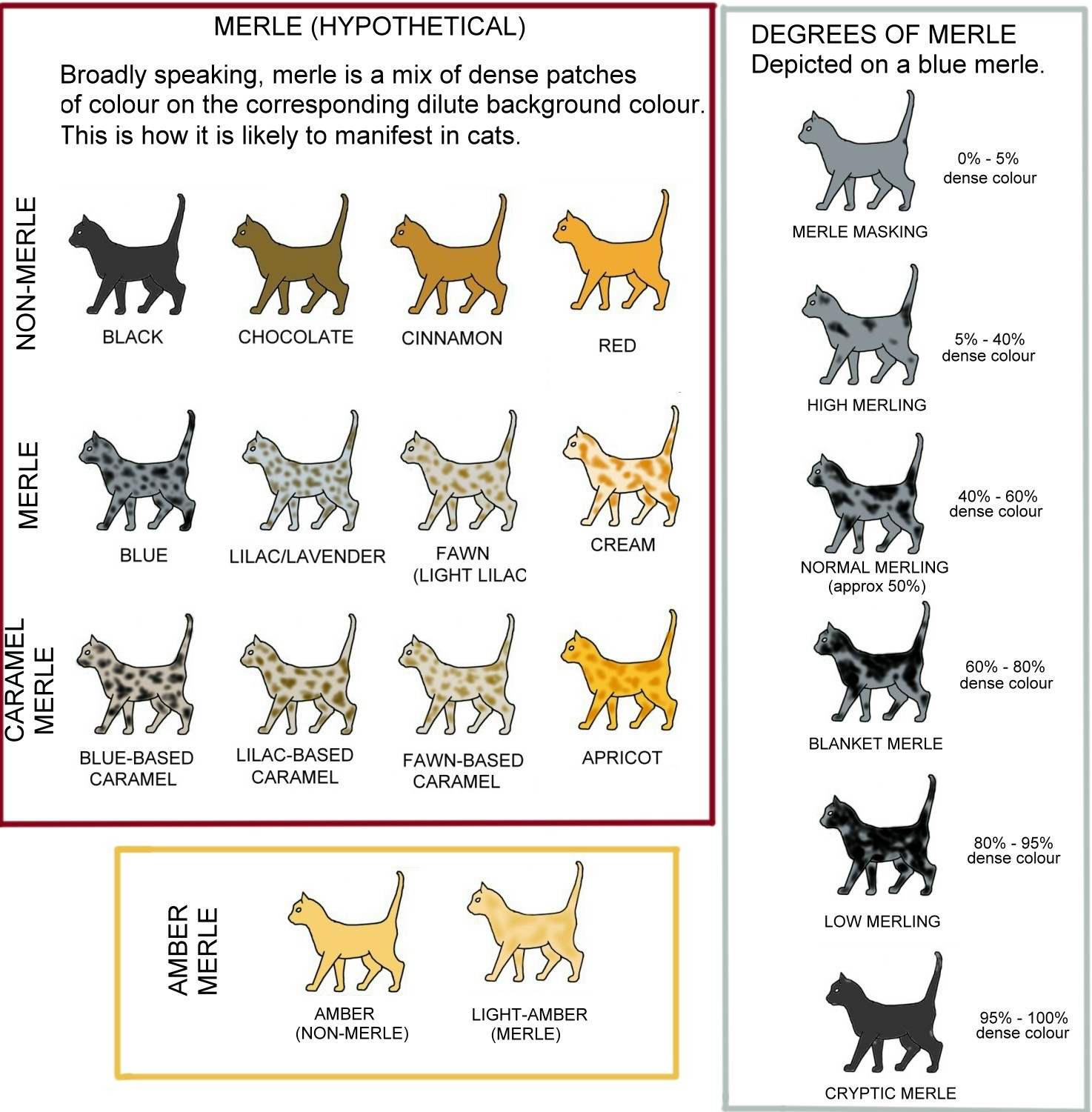 Guide to Merle Cat Coat Patterns and Colors | Meow Barkers