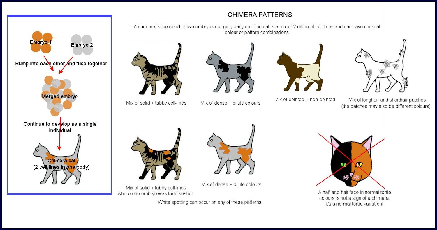 Cat Color And Patterns Guide by CloudfluffTheCat on DeviantArt