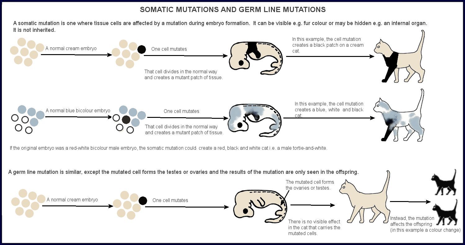 cat colours diagram chart