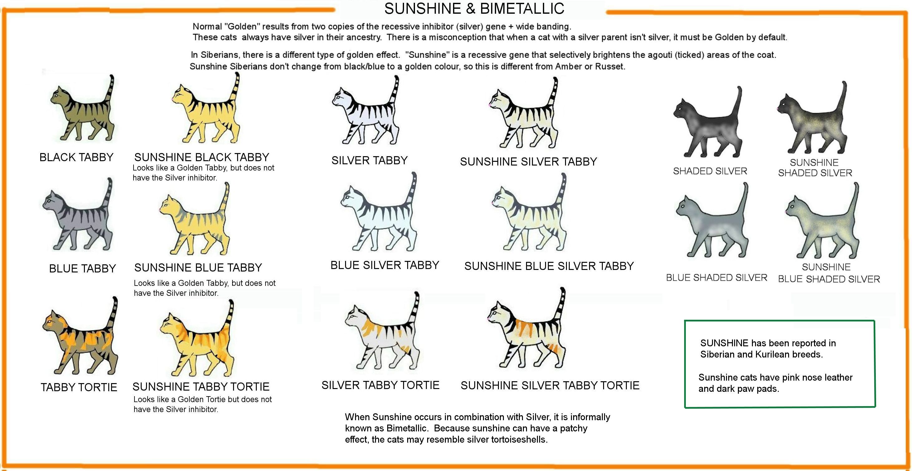 Cat Fur Patterns Chart