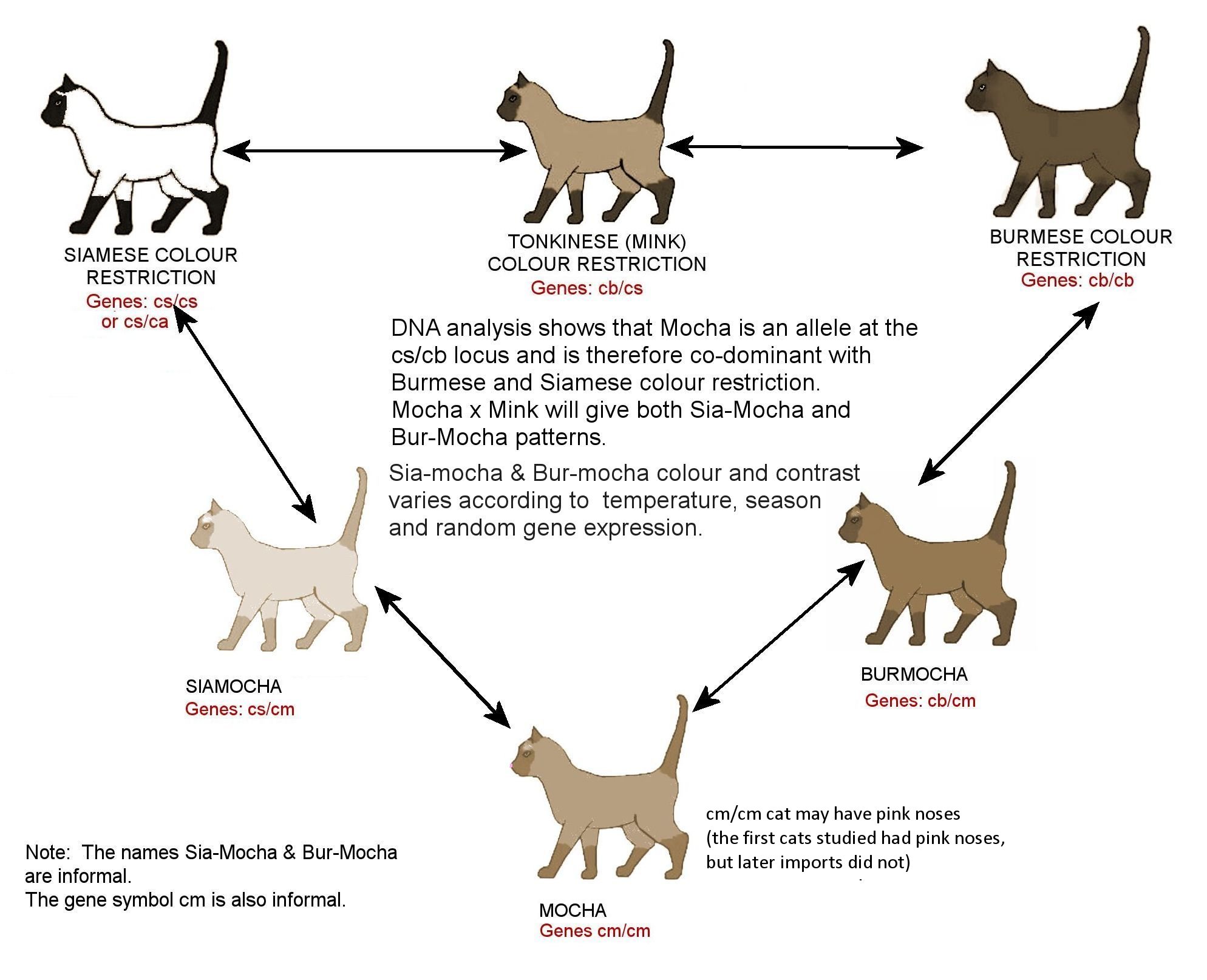 Siamese and best sale burmese cats