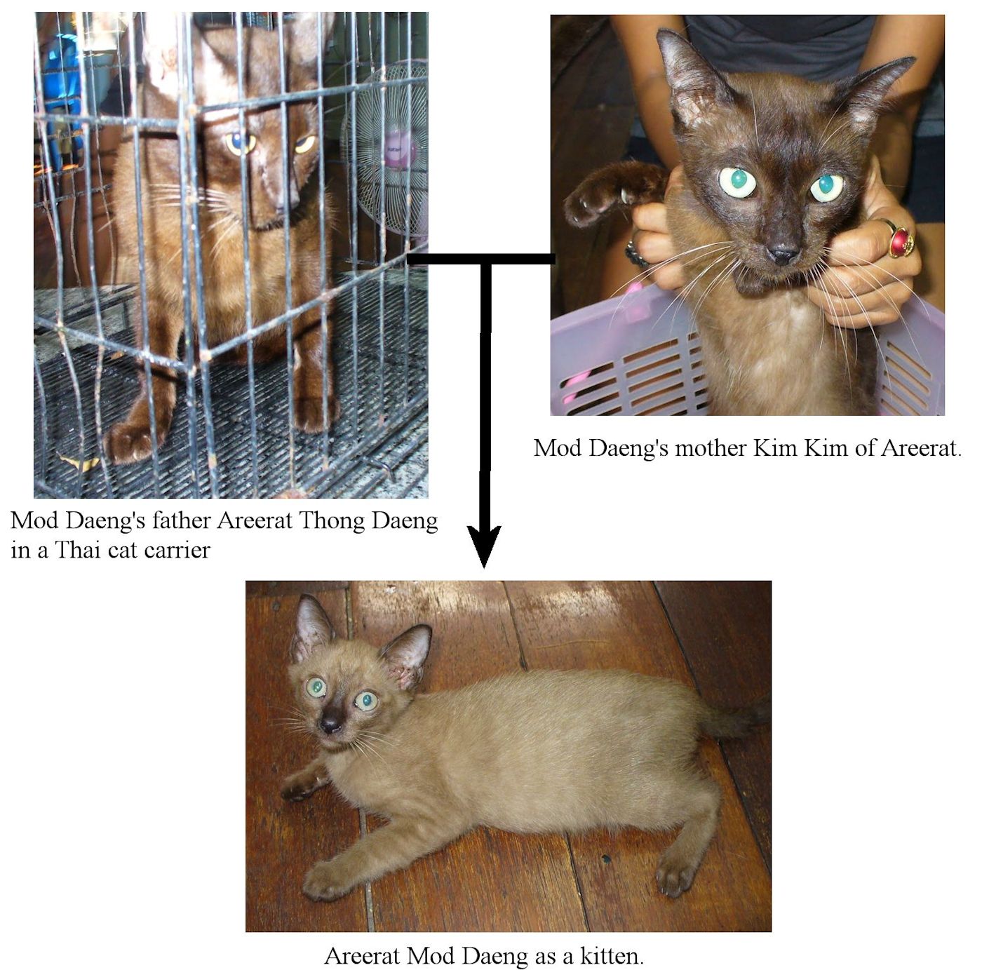 Thai Burmese cat