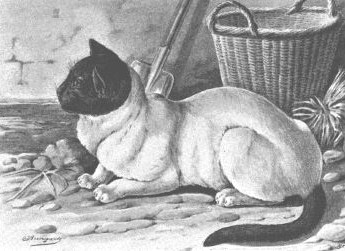 Jean Bungartz - Moor-headed Cat