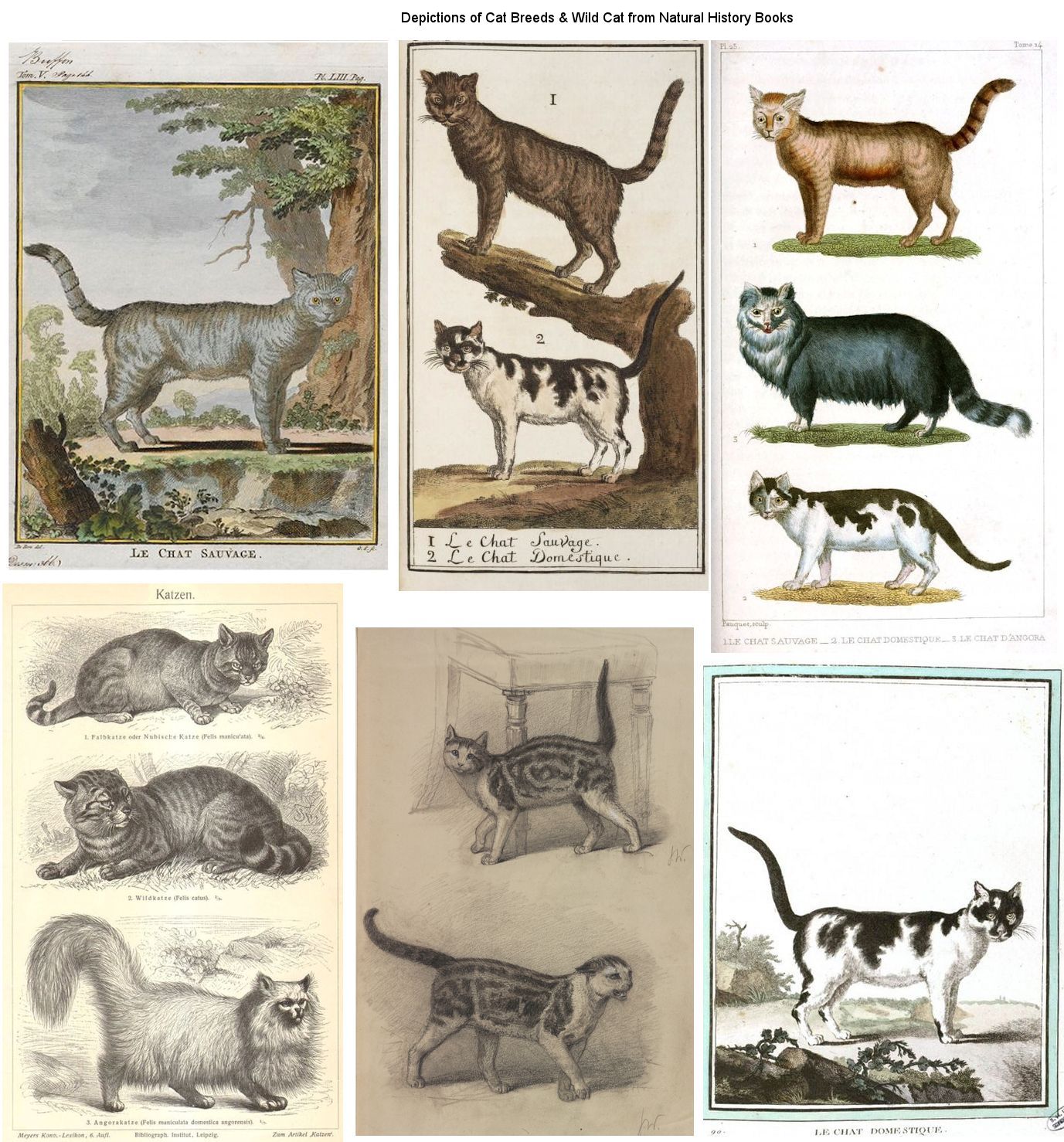 The Natural History of Domestic Cats