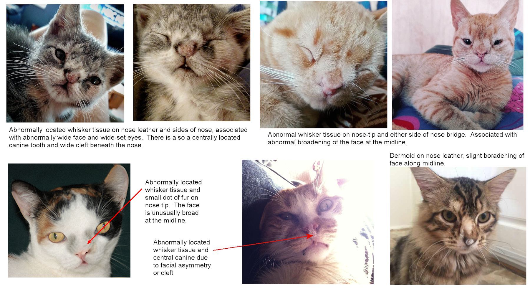 FELINE MEDICAL CURIOSITIES: FACIAL DEFORMITIES