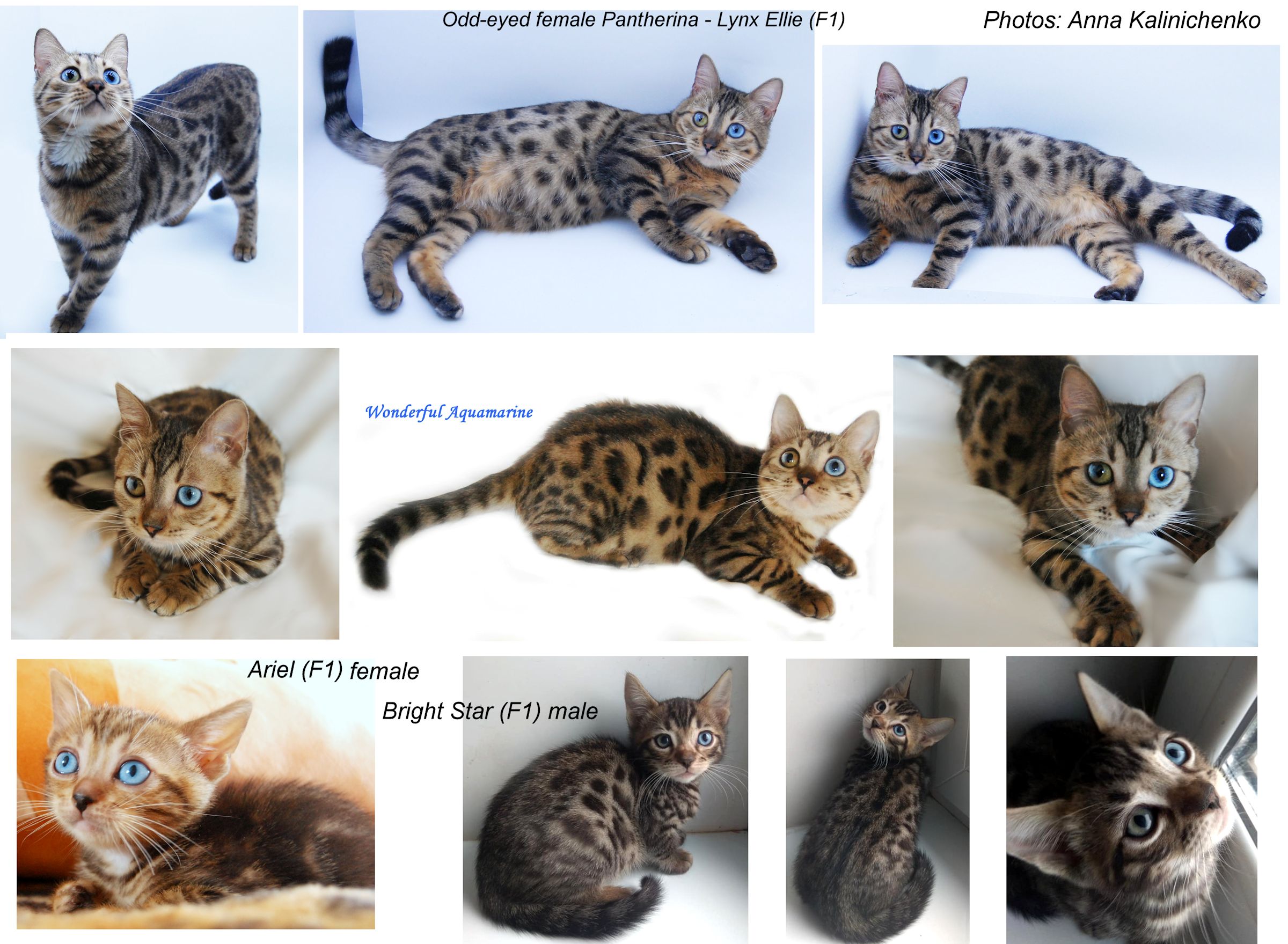 Types of cats sales with blue eyes