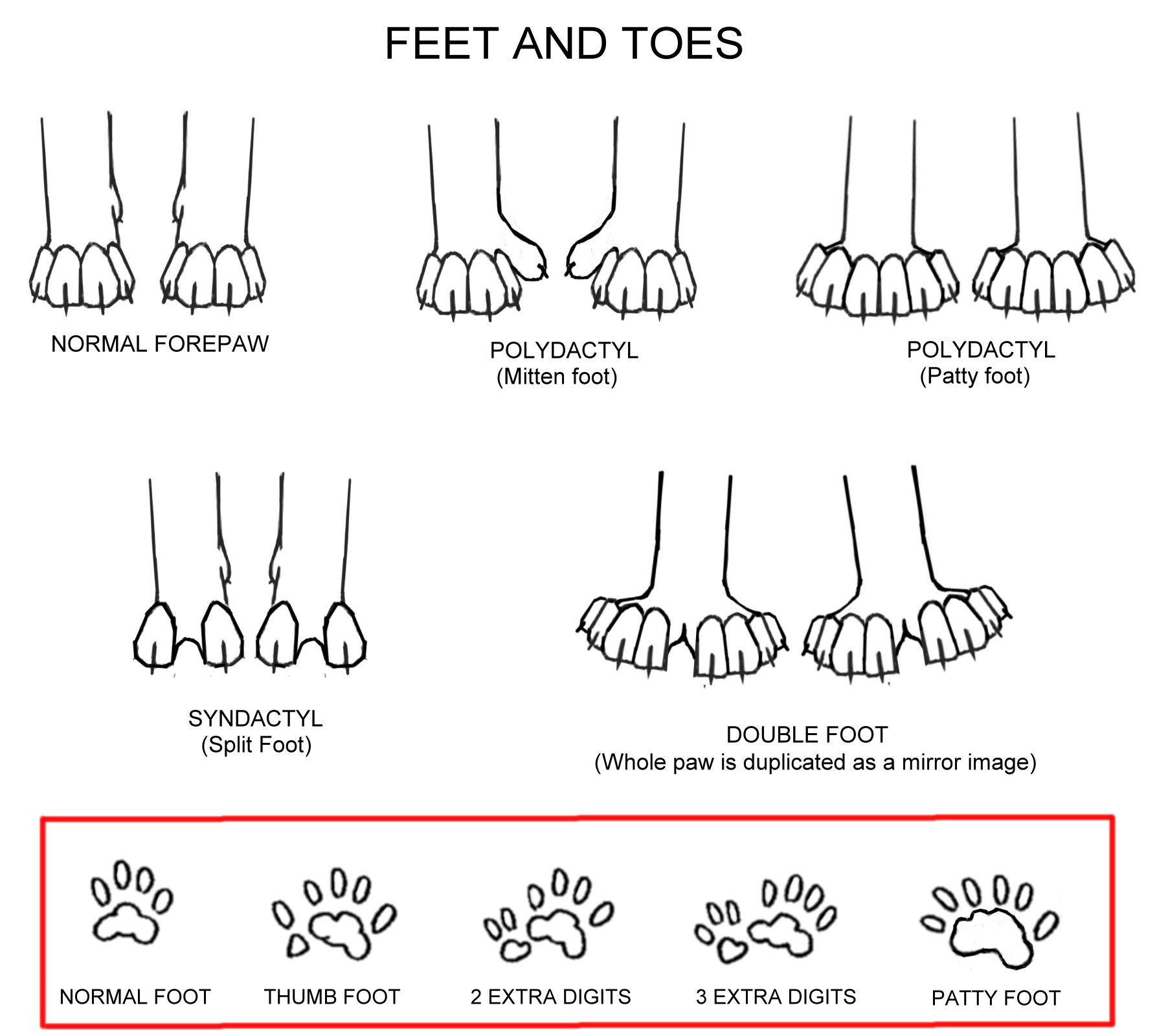 tiger polydactyl cat