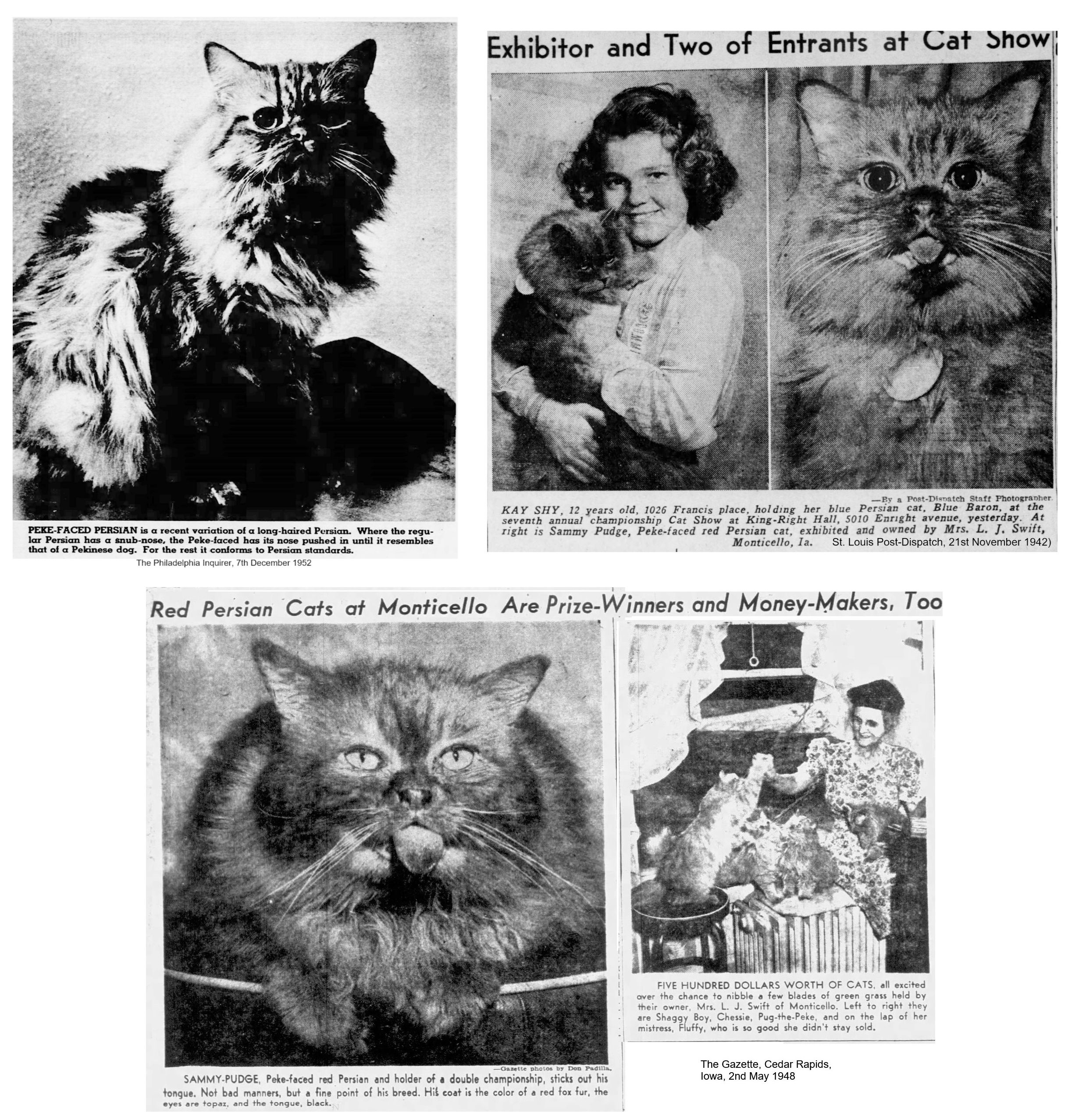 peke face persian cat