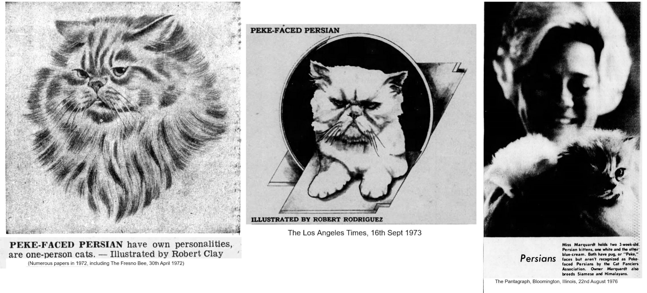 peke face persian cat
