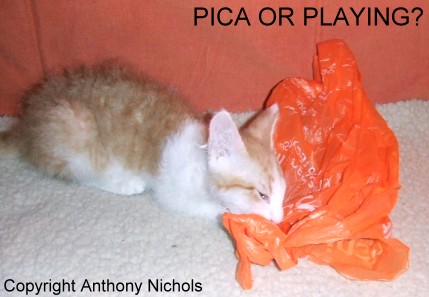 pica eating disorder cats