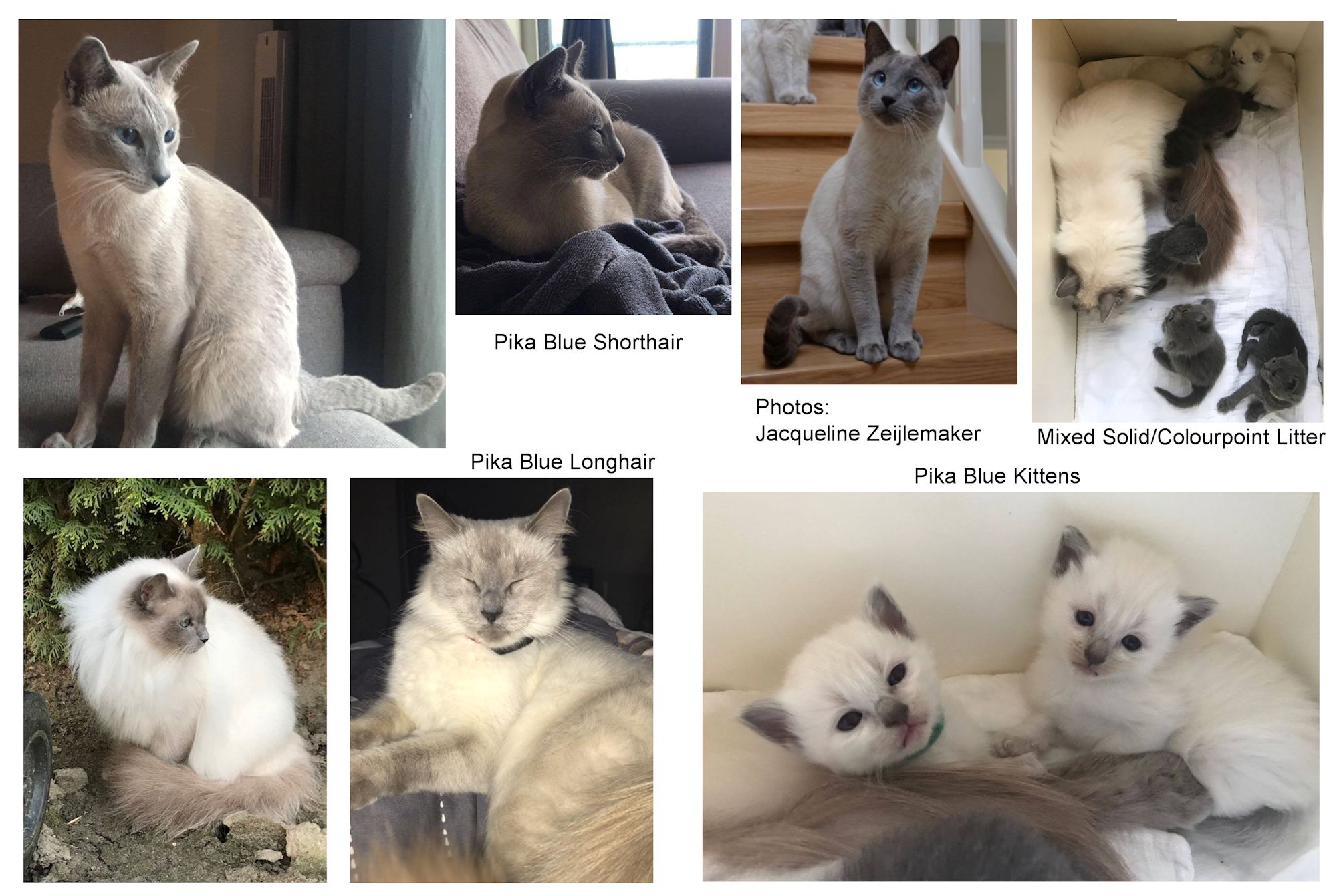 lynx point snowshoe siamese cats