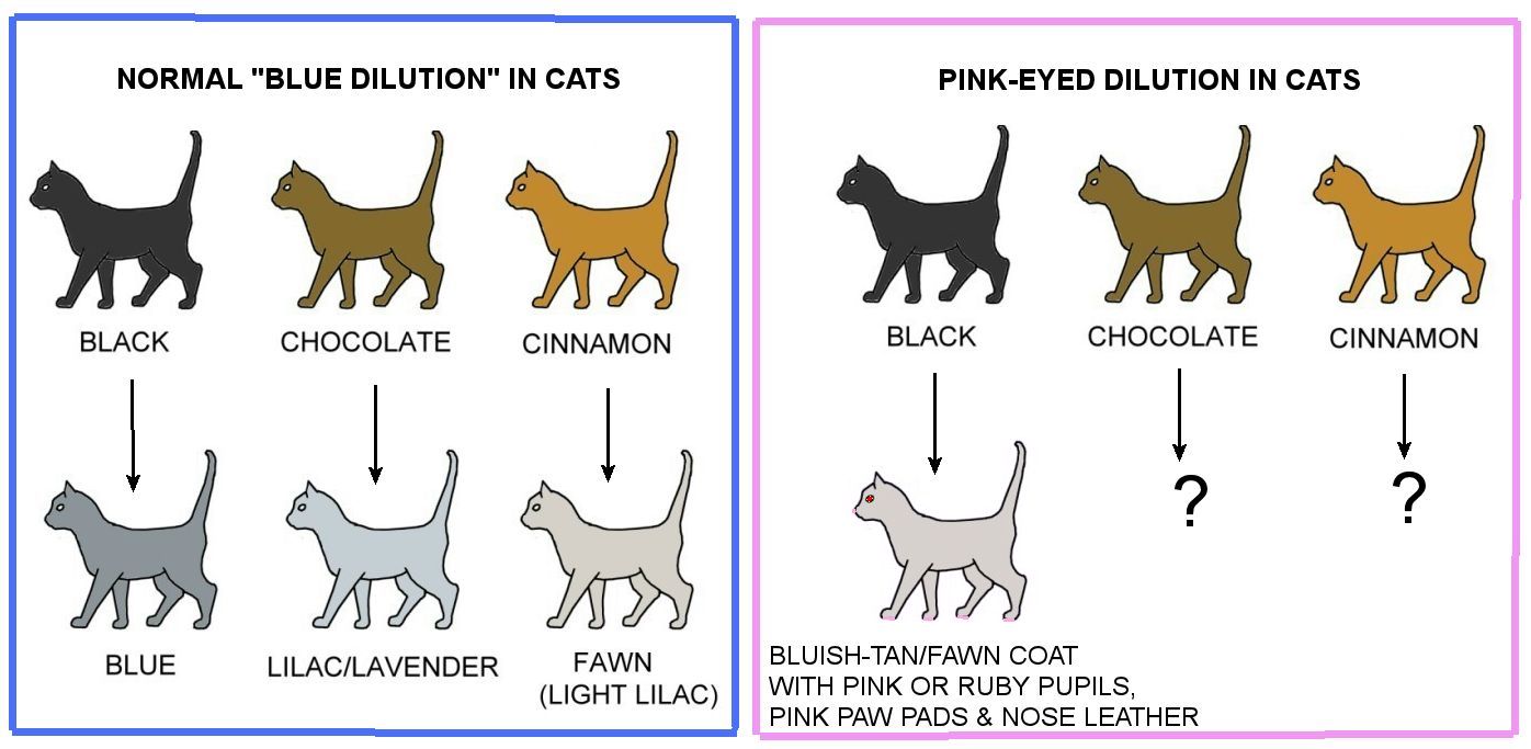 Cat Genetics: A Progressive Look at Coat Colors & Patterns - Tails & Tips