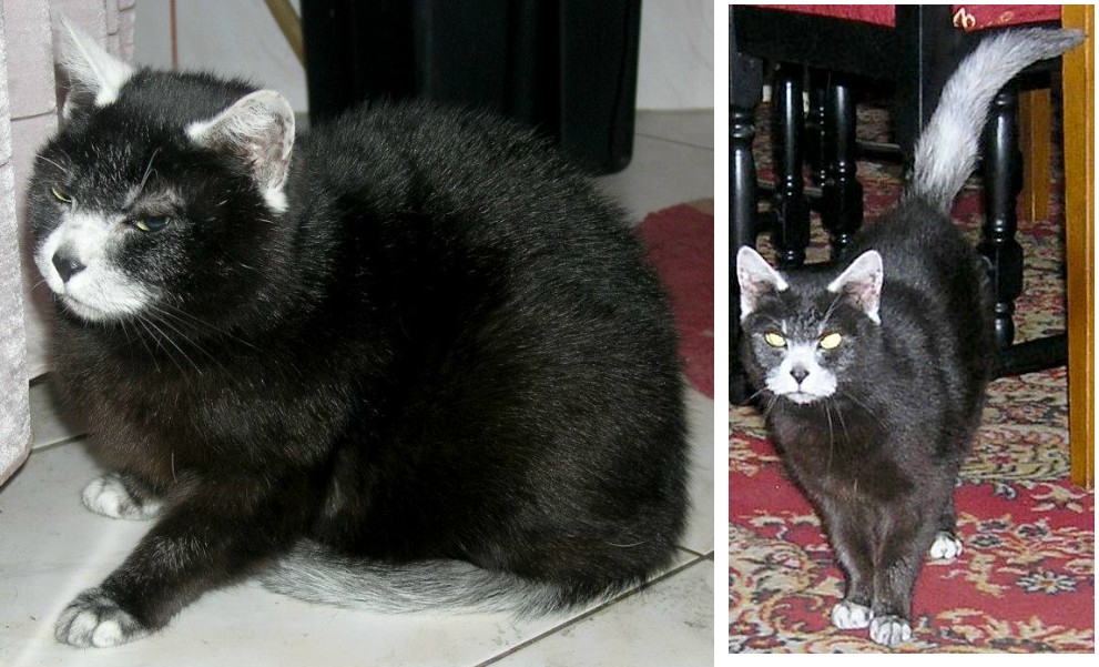 gray white and black cat