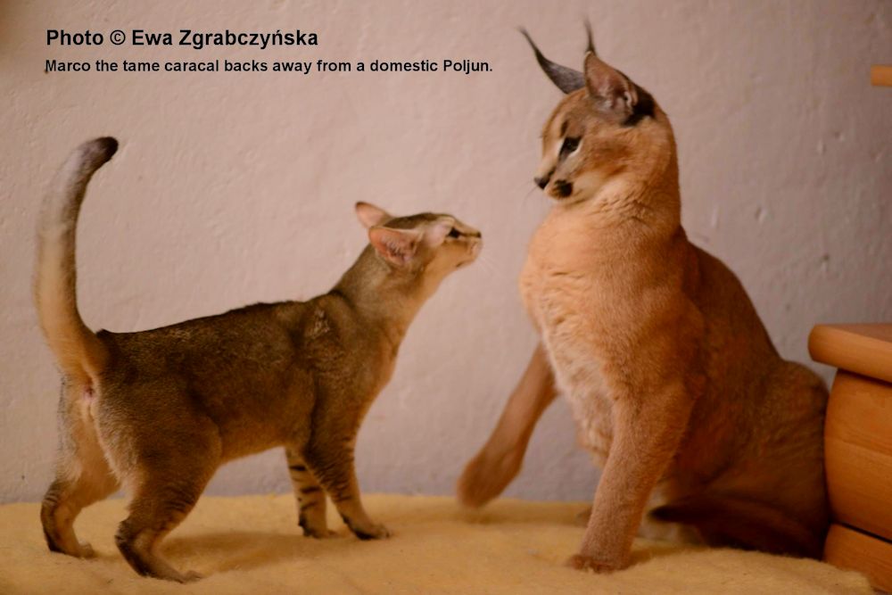 Caracal mixed sale with domestic cat