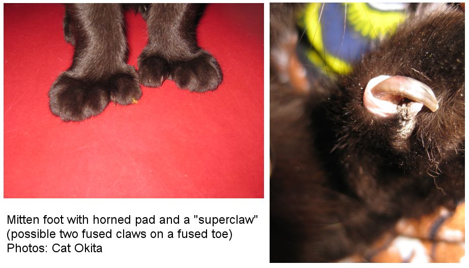 cat paw tibia