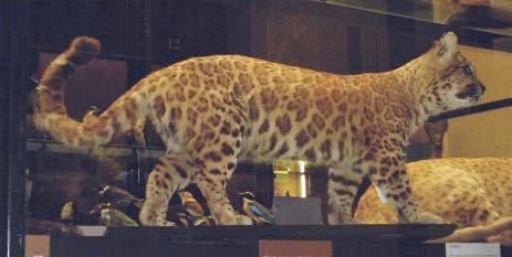 tiger jaguar hybrid