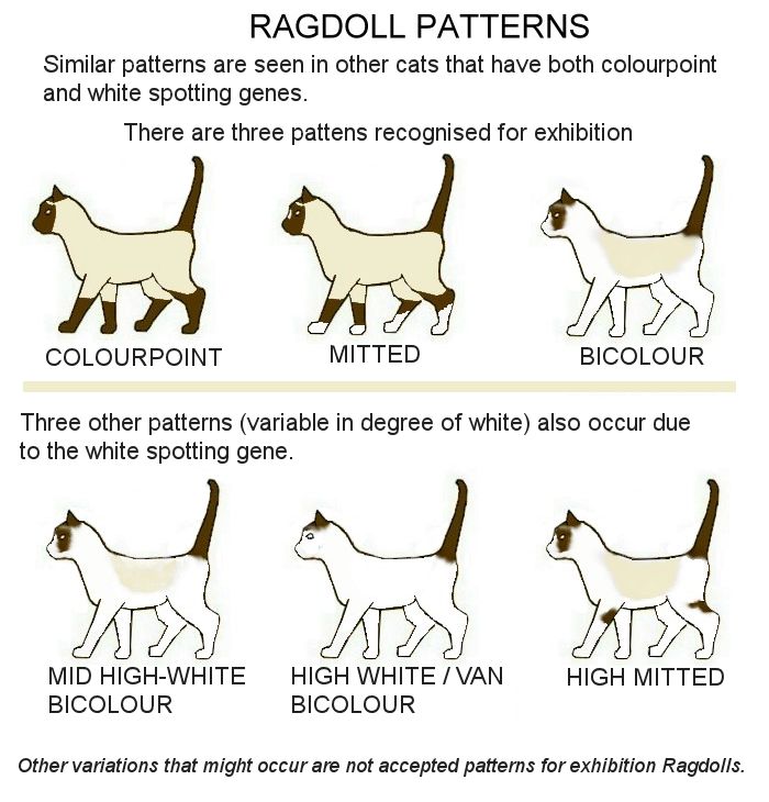 Ragdoll Chart