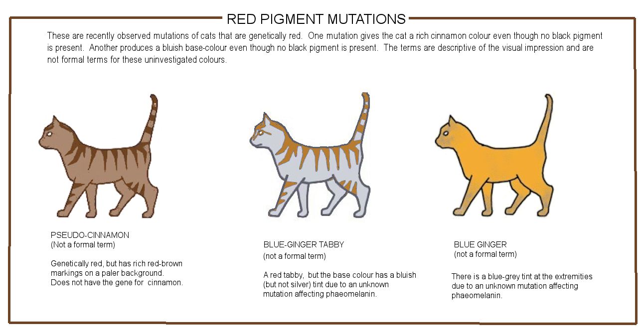 Cat Genetics: A Progressive Look at Coat Colors & Patterns - Tails & Tips