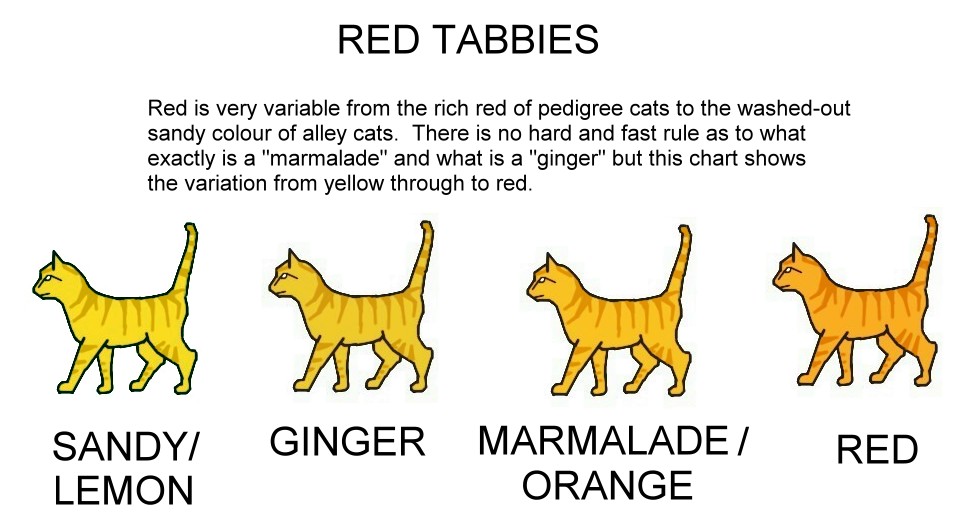 Ginger Colour Chart